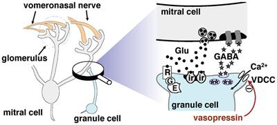 Activation of arginine vasopressin receptor 1a reduces inhibitory synaptic currents at reciprocal synapses in the mouse accessory olfactory bulb